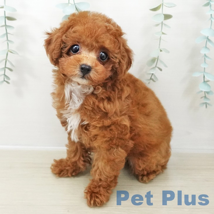 群馬県のトイプードル(トイ) (ペットプラス イオンモール太田店/2025年9月20日生まれ/男の子/レッド)の子犬の2枚目の画像