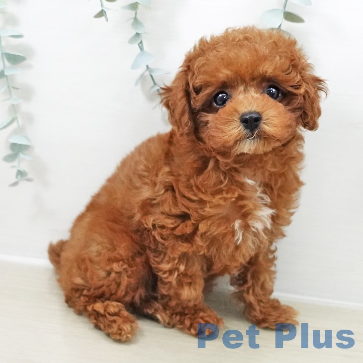 トイ・プードル