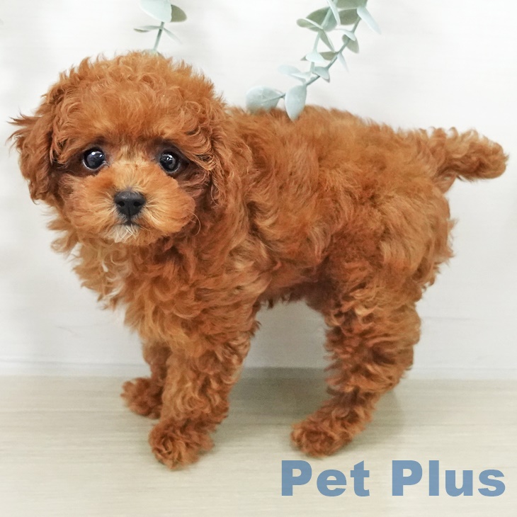 トイ・プードル