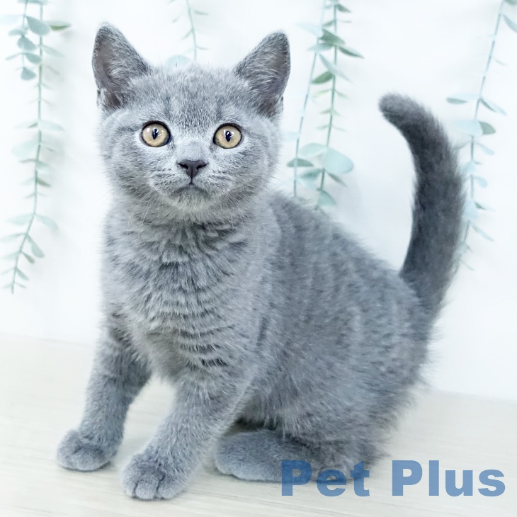 埼玉県のブリティッシュショートヘアー (ペットプラス コクーンシティ店/2025年10月1日生まれ/男の子/ブルー)の子猫の1枚目の画像