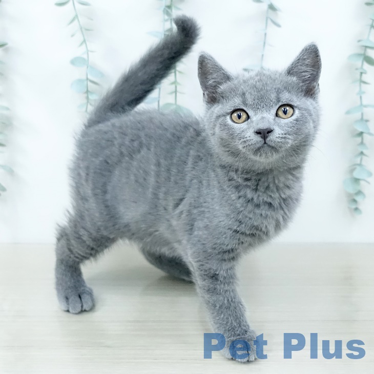 埼玉県のブリティッシュショートヘアー (ペットプラス コクーンシティ店/2025年10月1日生まれ/男の子/ブルー)の子猫の2枚目の画像