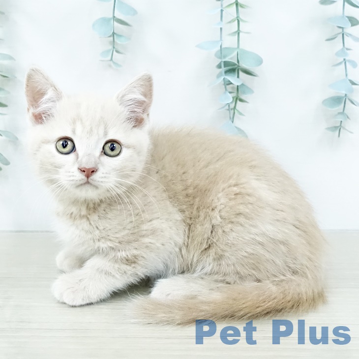 埼玉県のブリティッシュショートヘアー (ペットプラス 浦和美園店/2025年10月1日生まれ/男の子/クリーム)の子猫の1枚目の画像