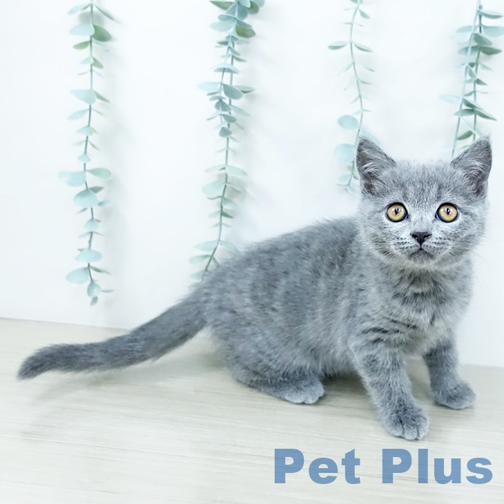 ブリティッシュショートヘア