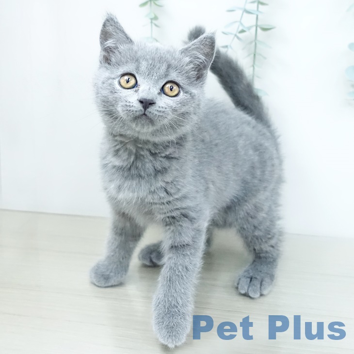 ブリティッシュショートヘアの写真2