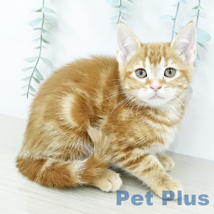 埼玉県のアメリカンショートヘアー (ペットプラス コクーンシティ店/2025年9月22日生まれ/女の子/レッドタビー)の子猫の1枚目の画像