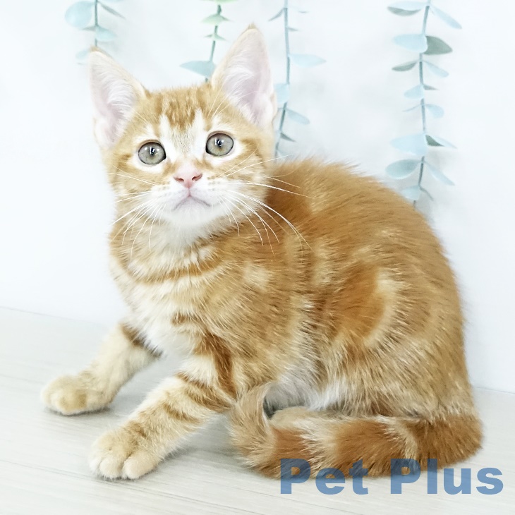 埼玉県のアメリカンショートヘアー (ペットプラス コクーンシティ店/2025年9月22日生まれ/女の子/レッドタビー)の子猫の2枚目の画像