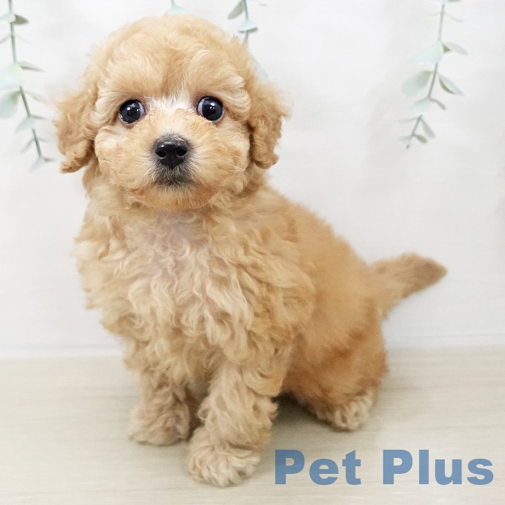 トイ・プードル