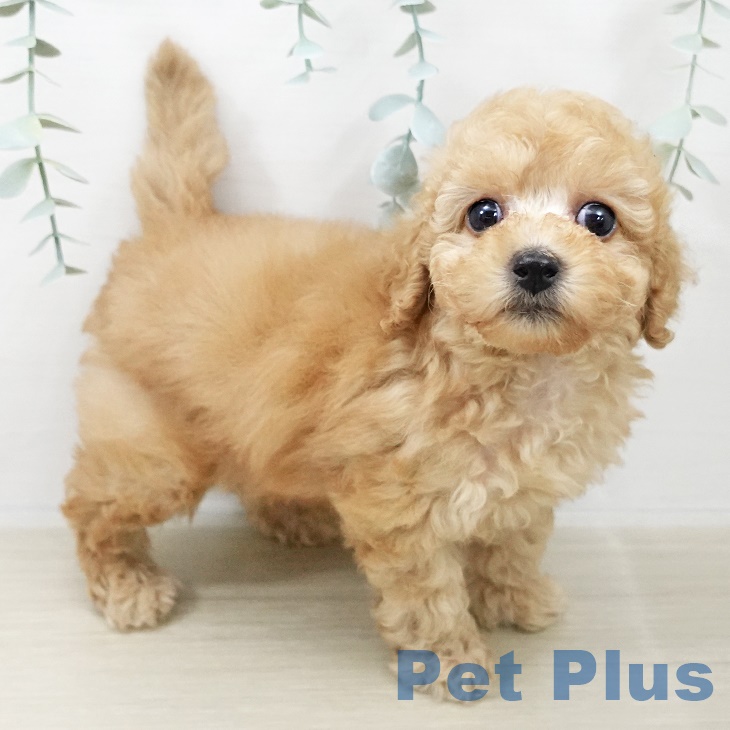 トイ・プードルの写真2