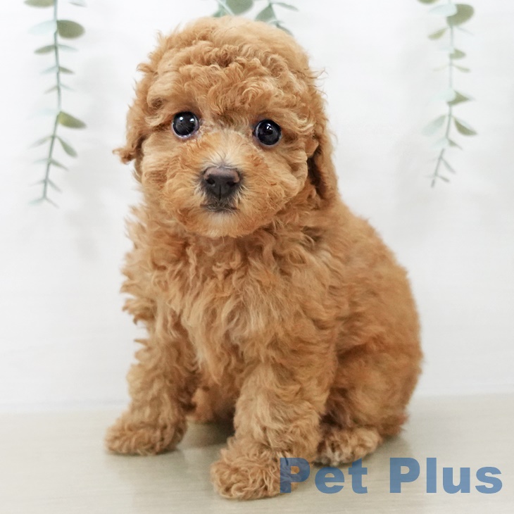 トイ・プードル