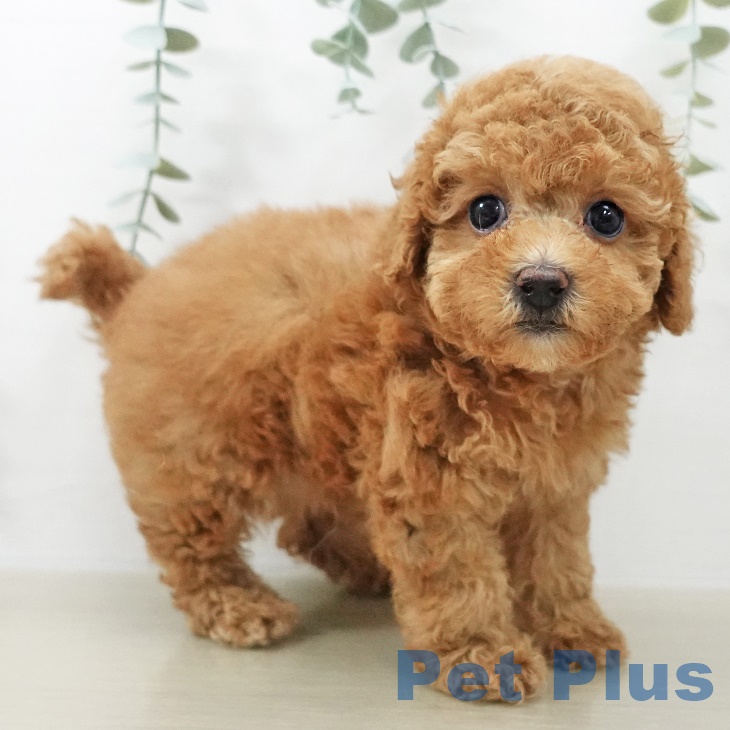 トイ・プードルの写真2