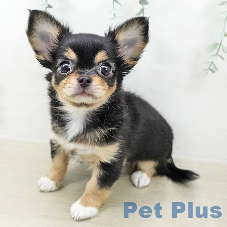 埼玉県のチワワ(ロング) (ペットプラス 羽生店/2025年9月24日生まれ/女の子/ブラックタンホワイト)の子犬の1枚目の画像