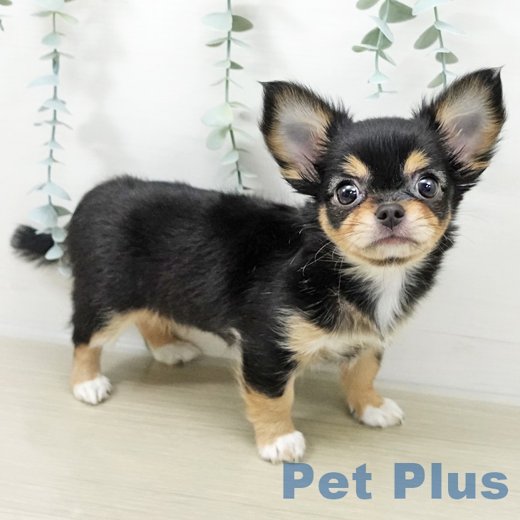 埼玉県のチワワ(ロング) (ペットプラス 羽生店/2025年9月24日生まれ/女の子/ブラックタンホワイト)の子犬の2枚目の画像
