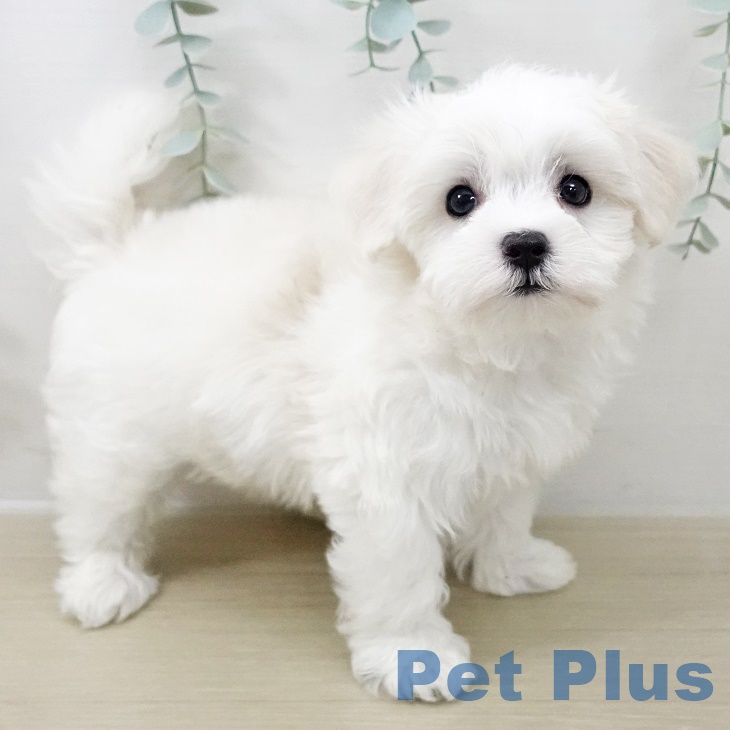山梨県のマルチーズ (ペットプラス 甲府国母店/2025年10月1日生まれ/女の子/ホワイト)の子犬の1枚目の画像