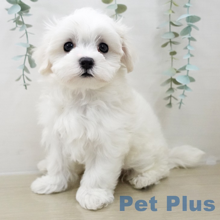山梨県のマルチーズ (ペットプラス 甲府国母店/2025年10月1日生まれ/女の子/ホワイト)の子犬の2枚目の画像