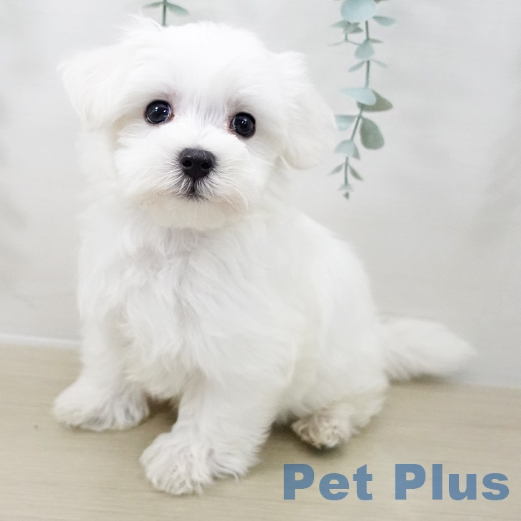 茨城県のマルチーズ (ペッツワン つくば店/2025年10月1日生まれ/女の子/ホワイト)の子犬の1枚目の画像