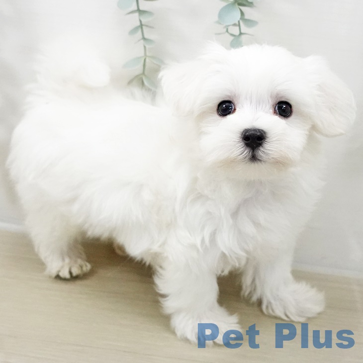 茨城県のマルチーズ (ペッツワン つくば店/2025年10月1日生まれ/女の子/ホワイト)の子犬の2枚目の画像
