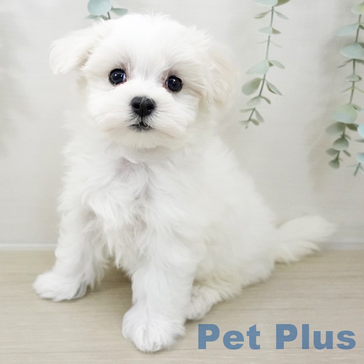 神奈川県のマルチーズ (ペットプラス アミーゴ藤沢店/2025年10月1日生まれ/女の子/ホワイト)の子犬の1枚目の画像