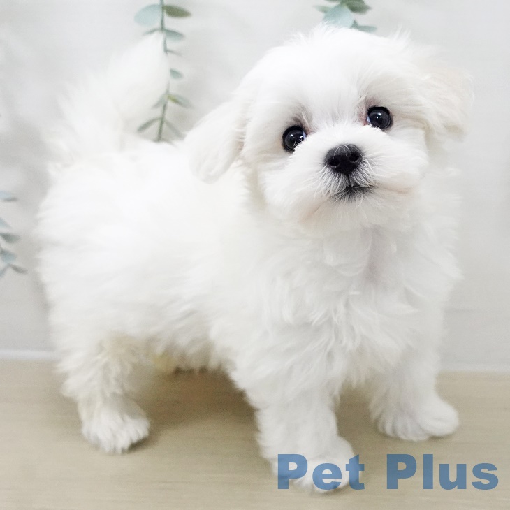 神奈川県のマルチーズ (ペットプラス アミーゴ藤沢店/2025年10月1日生まれ/女の子/ホワイト)の子犬の2枚目の画像