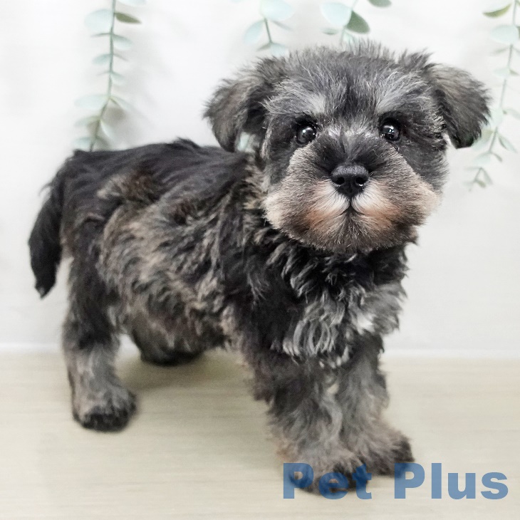 東京都のミニチュアシュナウザー (ペットプラス アクアシティお台場店/2025年10月2日生まれ/男の子/ソルトペッパー)の子犬の2枚目の画像