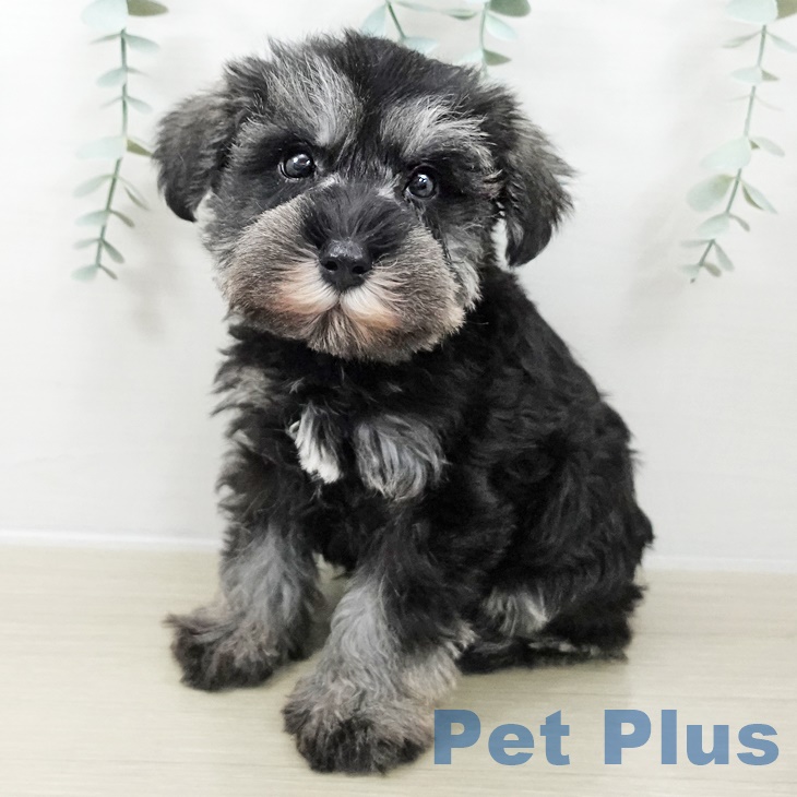 ミニチュア・シュナウザー