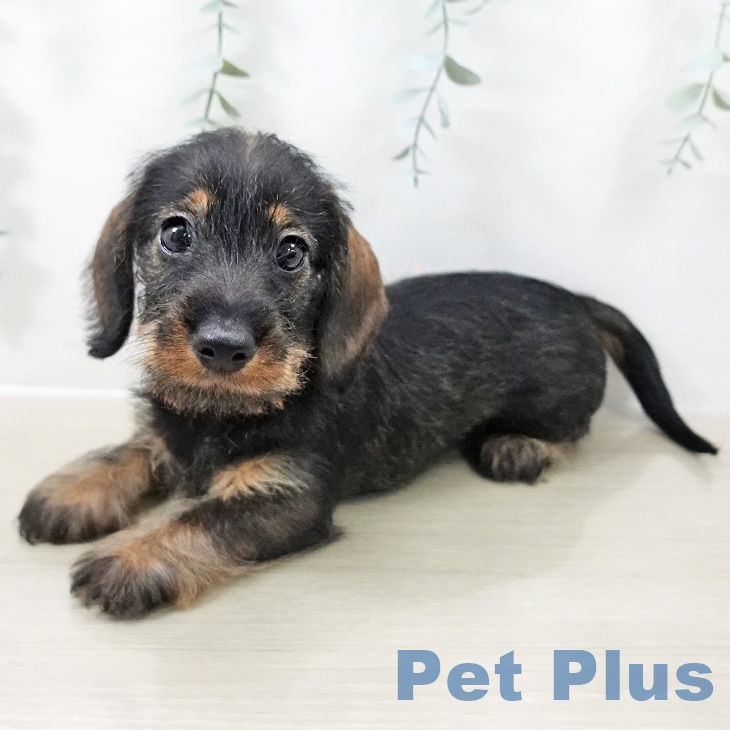 ミニチュア・ダックスフンド