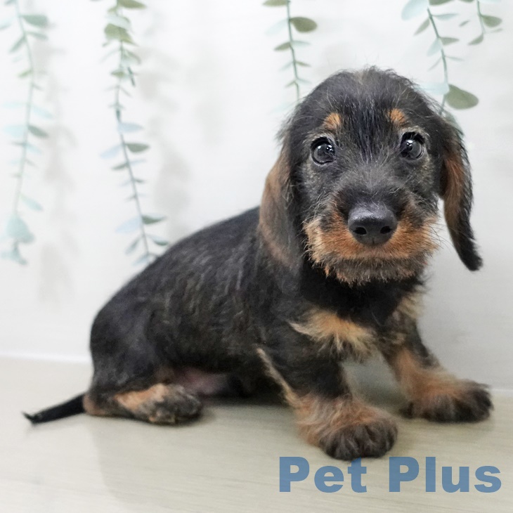 ミニチュア・ダックスフンドの写真2