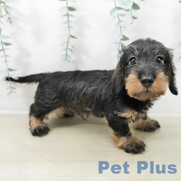 東京都のミニチュアダックスフンド(ロング) (ペッツワン 青梅インター店/2025年10月3日生まれ/男の子/ワイルドボアー)の子犬