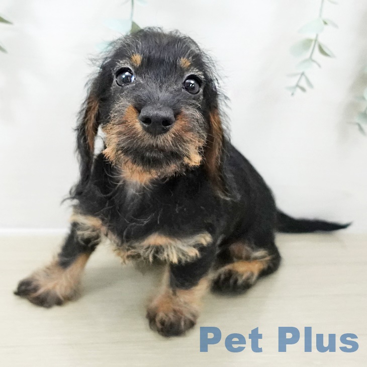 ミニチュア・ダックスフンド