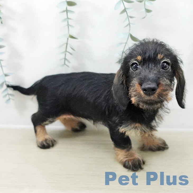 ミニチュア・ダックスフンド