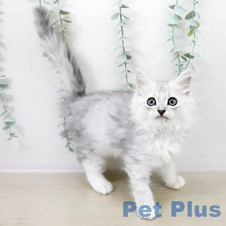 宮城県のミヌエット (ペットプラス 仙台上杉店/2025年9月22日生まれ/男の子/シルバータビー)の子猫