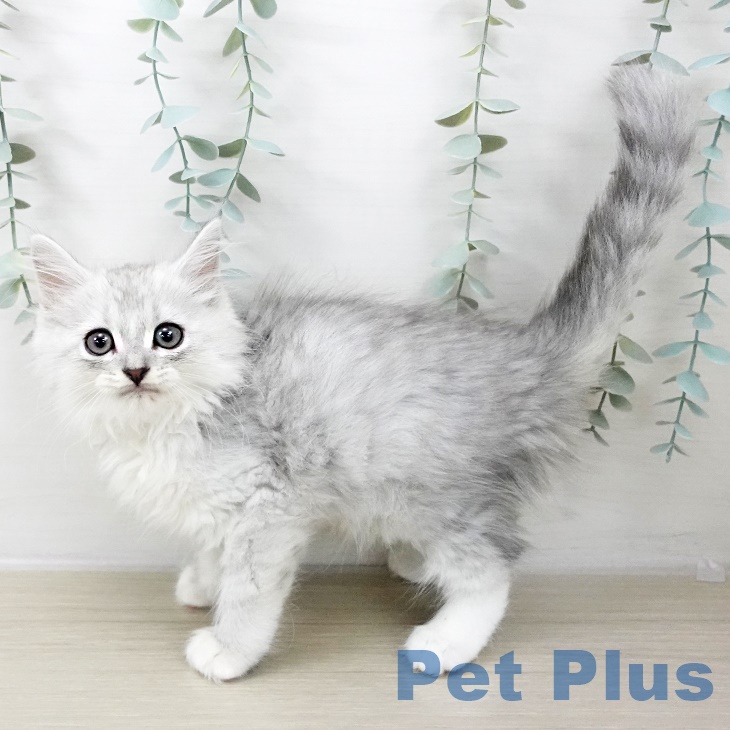 宮城県のミヌエット (ペットプラス 仙台上杉店/2025年9月22日生まれ/男の子/シルバータビー)の子猫の2枚目の画像