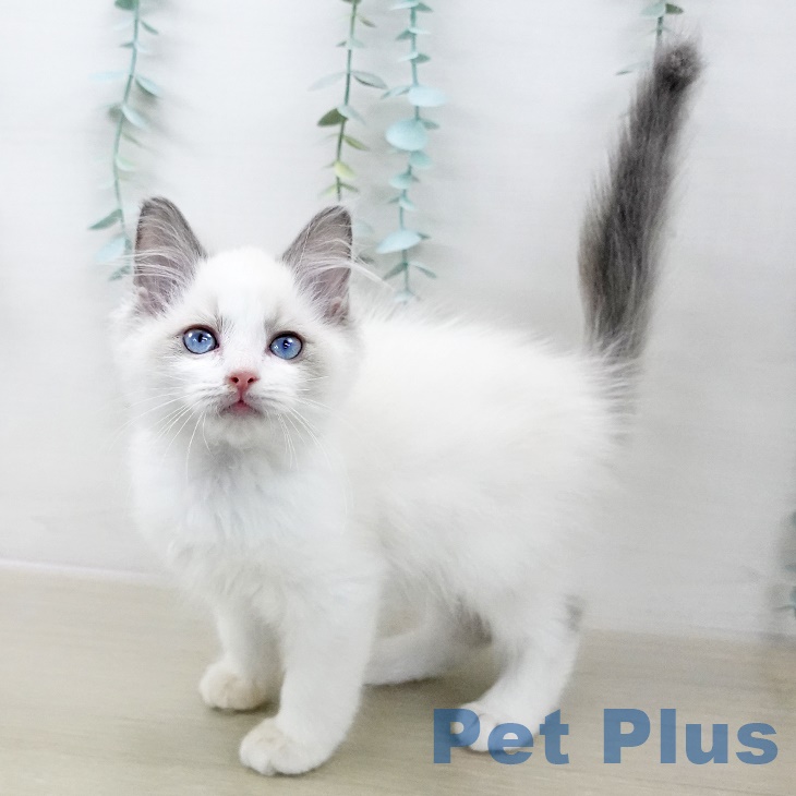 山形県のラグドール (ペットプラス 天童店/2025年9月8日生まれ/女の子/ブルーポイントバイカラー)の子猫の1枚目の画像