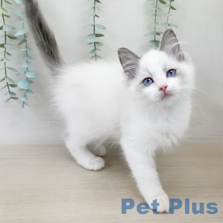 山形県のラグドール (ペットプラス 天童店/2025年9月8日生まれ/女の子/ブルーポイントバイカラー)の子猫の2枚目の画像