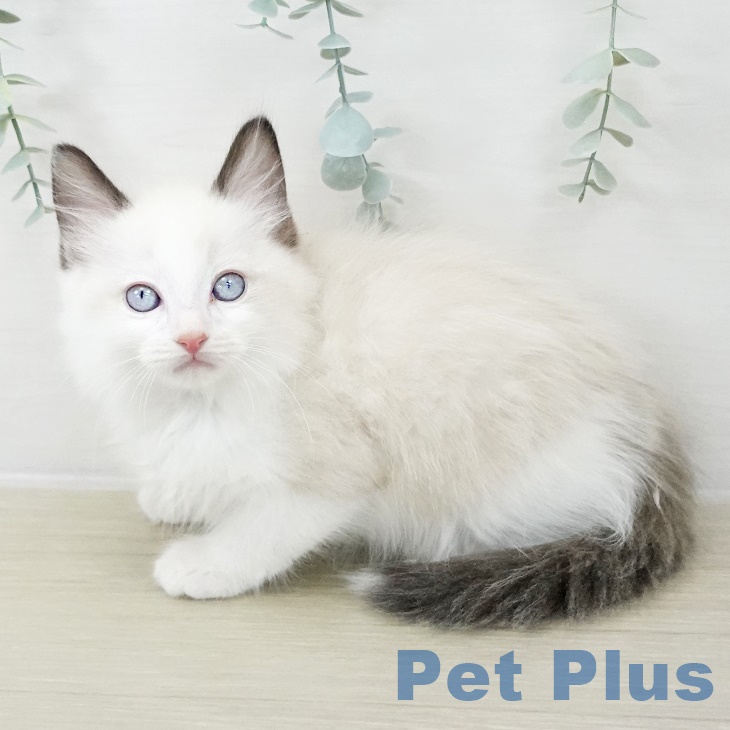 宮城県のラグドール (ペットプラス 仙台上杉店/2025年9月25日生まれ/男の子/シールポイントバイカラー)の子猫の1枚目の画像