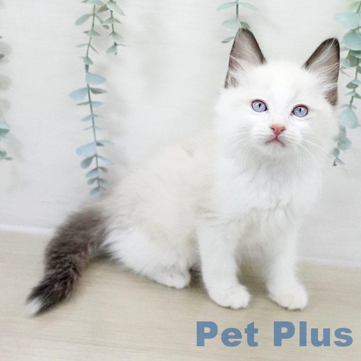 宮城県のラグドール (ペットプラス 仙台上杉店/2025年9月25日生まれ/男の子/シールポイントバイカラー)の子猫の2枚目の画像
