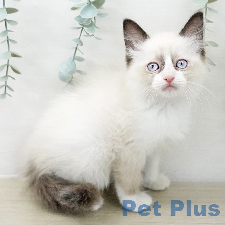 群馬県のラグドール (ペットプラス イオンモール太田店/2025年9月25日生まれ/女の子/シールポイントバイカラー)の子猫
