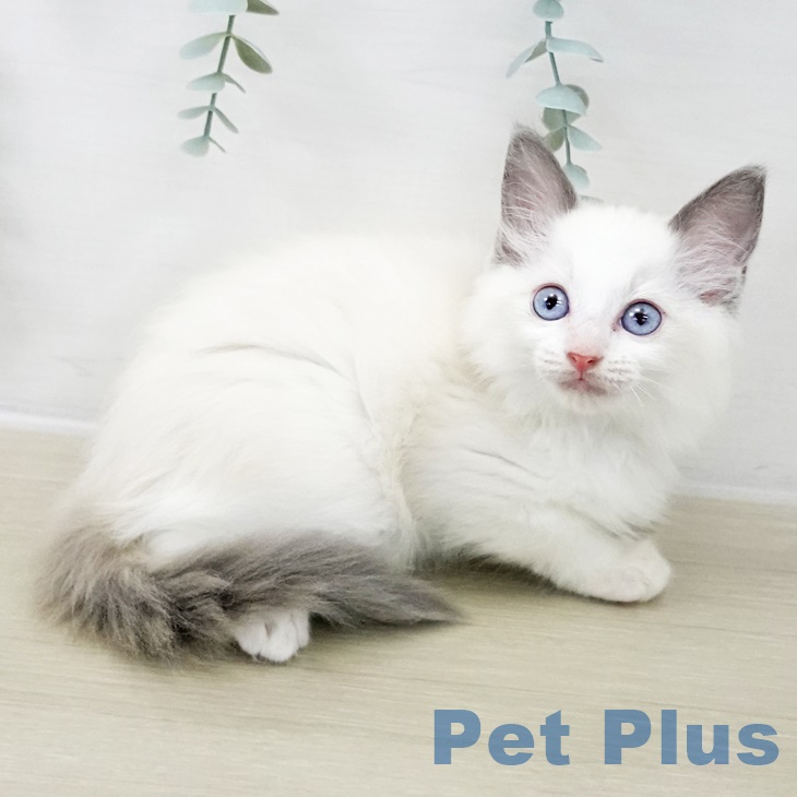 ラグドールの写真2