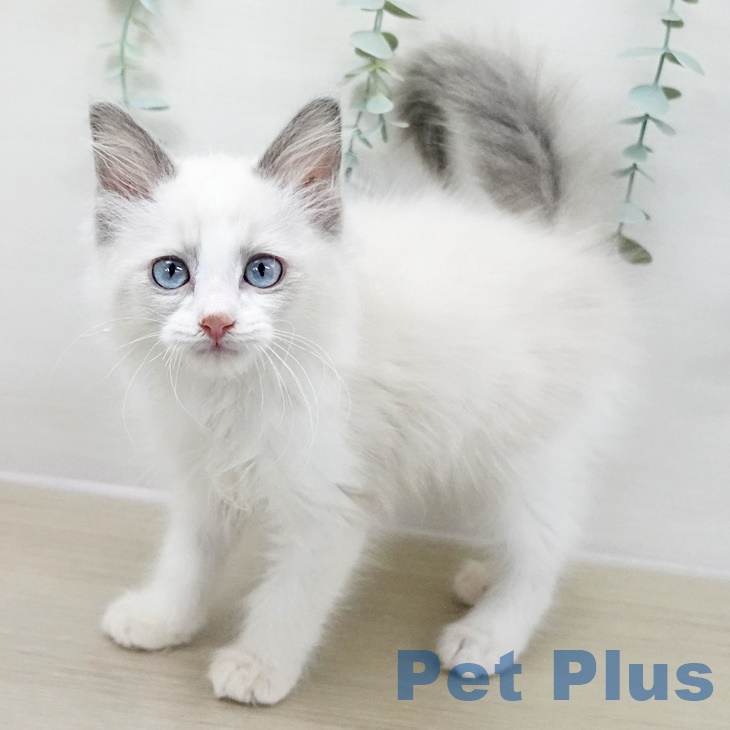 埼玉県のラグドール (ペットプラス 羽生店/2025年9月9日生まれ/男の子/ブルーポイントバイカラー)の子猫の1枚目の画像