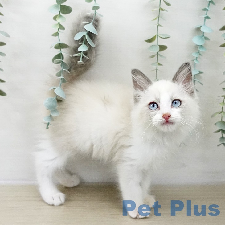 埼玉県のラグドール (ペットプラス 羽生店/2025年9月9日生まれ/男の子/ブルーポイントバイカラー)の子猫の2枚目の画像