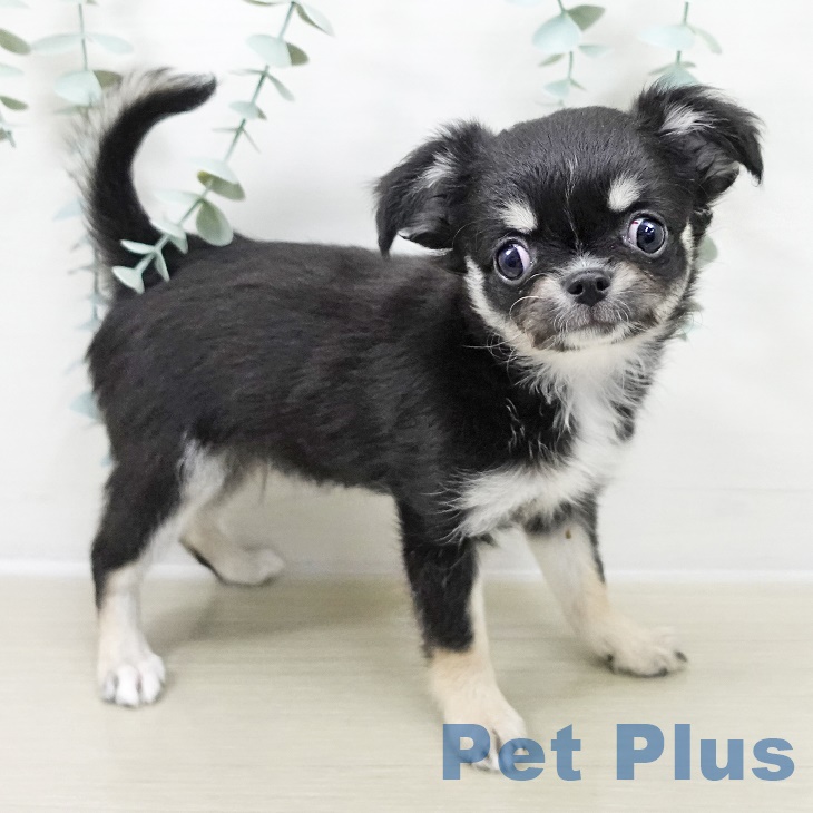 長野県のチワワ(ロング) (ペットプラス 長野店/2025年9月23日生まれ/男の子/ブラックタンホワイト)の子犬の1枚目の画像