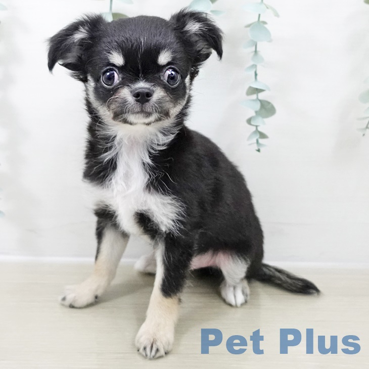 長野県のチワワ(ロング) (ペットプラス 長野店/2025年9月23日生まれ/男の子/ブラックタンホワイト)の子犬の2枚目の画像