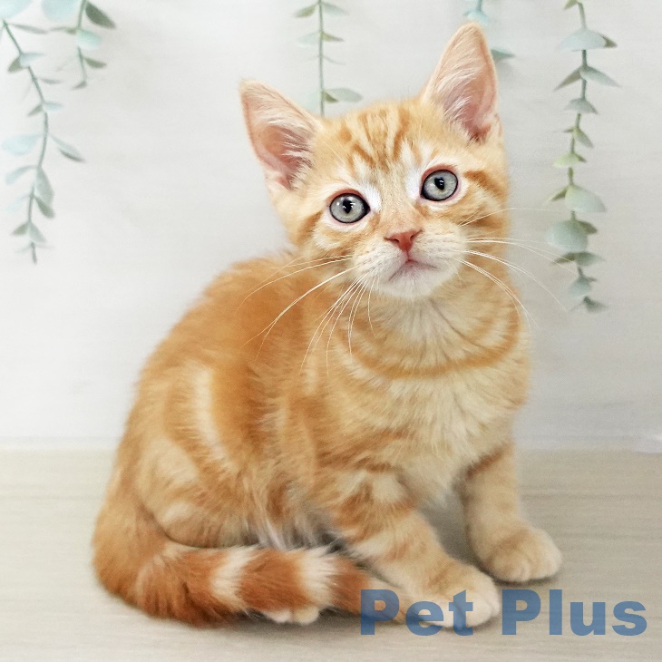 千葉県のアメリカンショートヘアー (ペットプラス 八千代緑が丘店/2025年10月1日生まれ/男の子/レッドタビー)の子猫の1枚目の画像