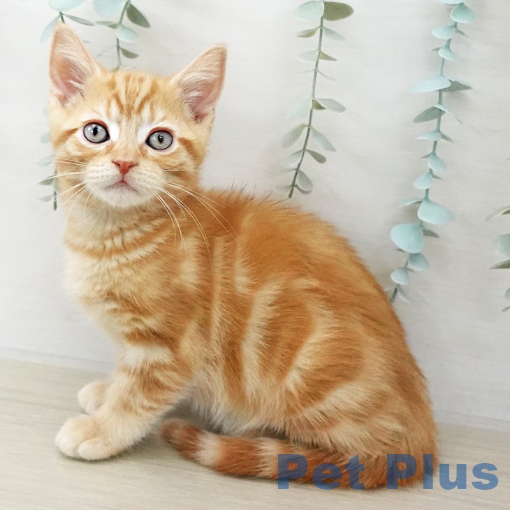 千葉県のアメリカンショートヘアー (ペットプラス 八千代緑が丘店/2025年10月1日生まれ/男の子/レッドタビー)の子猫の2枚目の画像