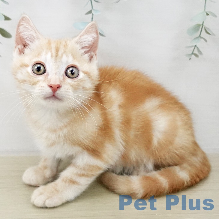 東京都のアメリカンショートヘアー (ペットプラス 板橋店/2025年10月1日生まれ/男の子/レッドタビー)の子猫の1枚目の画像