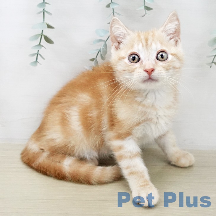 東京都のアメリカンショートヘアー (ペットプラス 板橋店/2025年10月1日生まれ/男の子/レッドタビー)の子猫の2枚目の画像