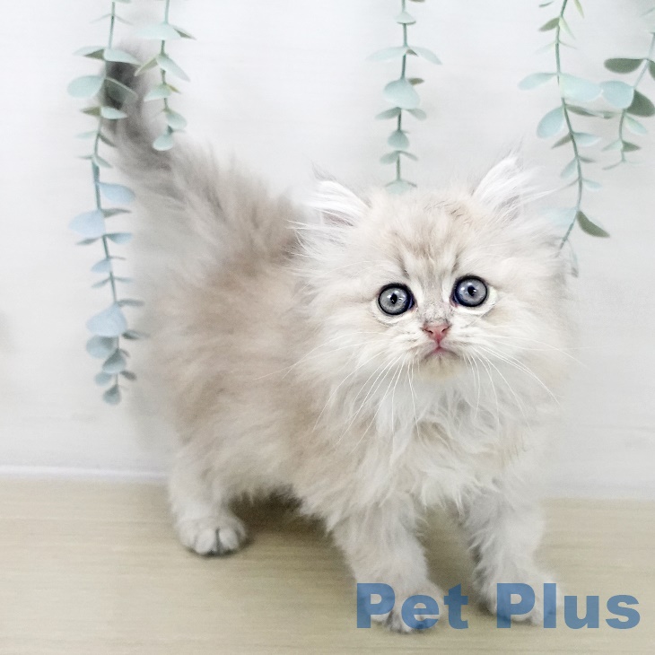 ペルシャの写真2