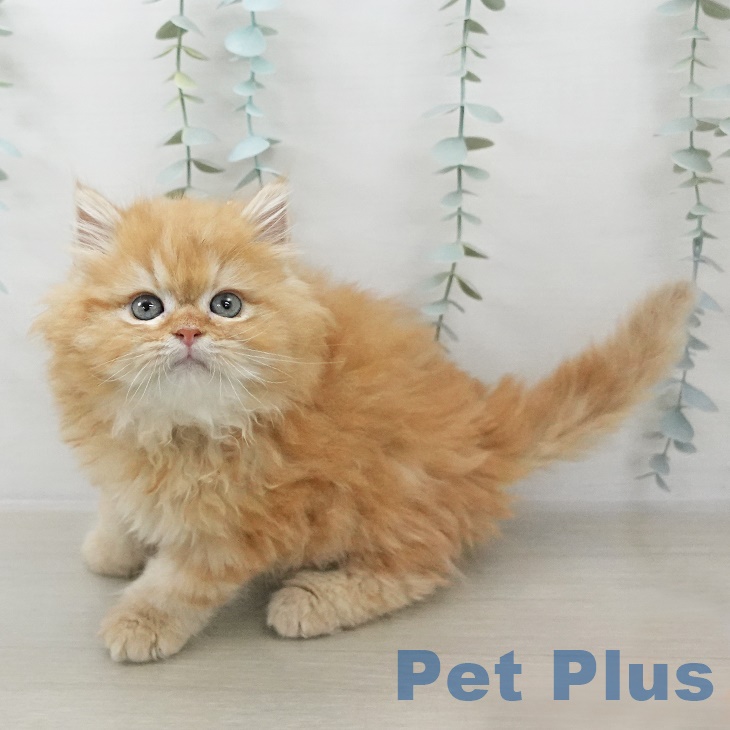 埼玉県のサイベリアン (ペットプラス 与野店/2025年10月1日生まれ/男の子/レッドタビー)の子猫の1枚目の画像