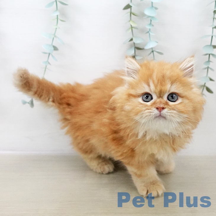 埼玉県のサイベリアン (ペットプラス 与野店/2025年10月1日生まれ/男の子/レッドタビー)の子猫の2枚目の画像