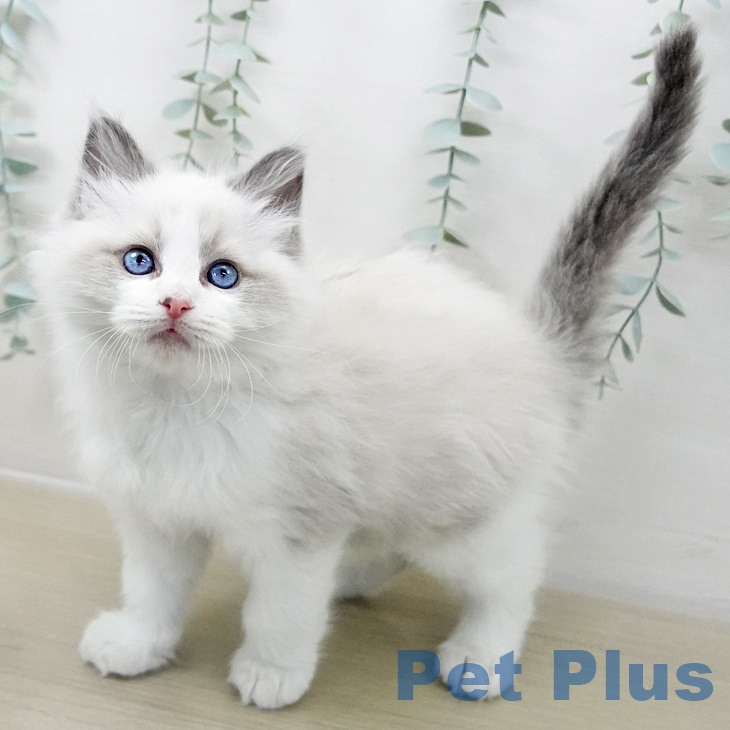 ラグドールの写真2