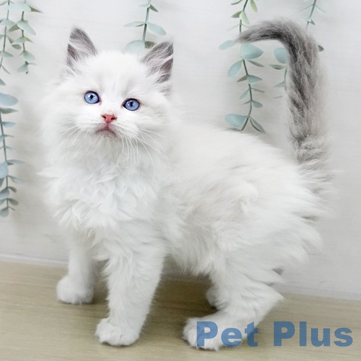 埼玉県のラグドール (ペットプラス 川口店/2025年10月3日生まれ/男の子/ブルーポイントバイカラー)の子猫の1枚目の画像